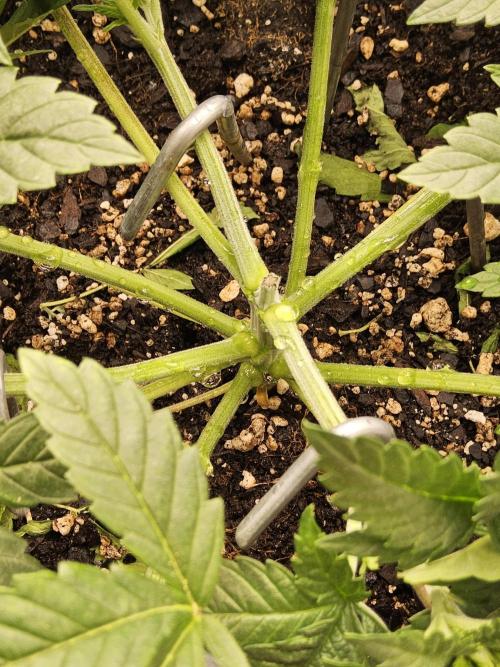 The Truffle of MSNL. Week 4