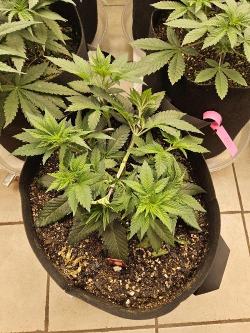 The Truffle of MSNL. Week 4