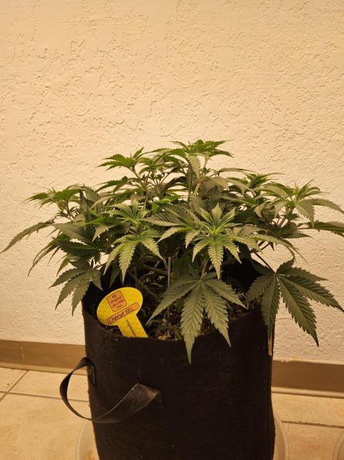 Original XXL. Week 5