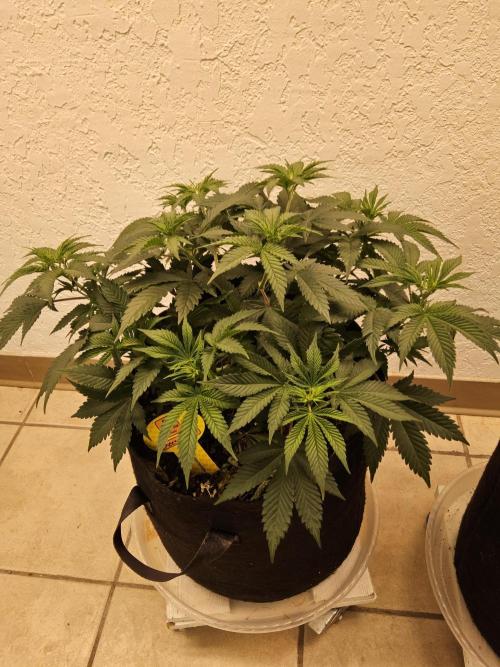 Original XXL. Week 5