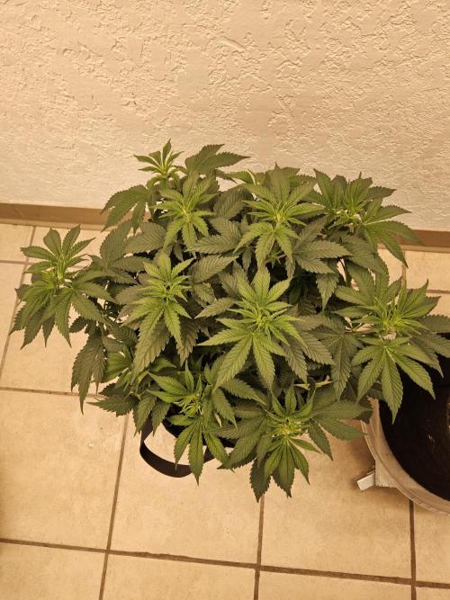 Original XXL. Week 5