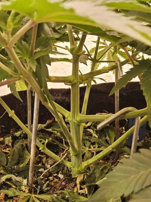 Original XXL. Week 5