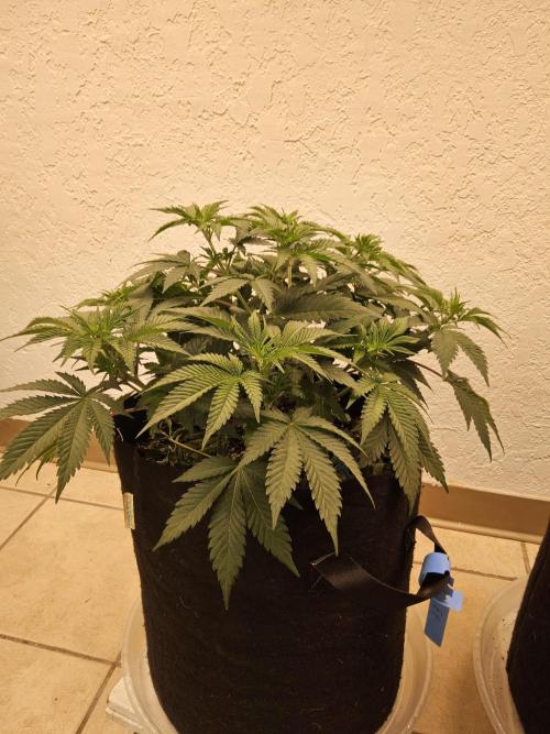 Original XXL. Week 5