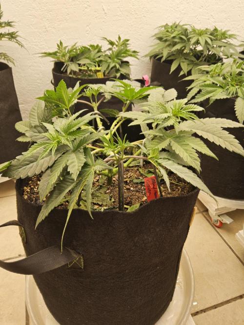 Seedsman Blood. Week 5