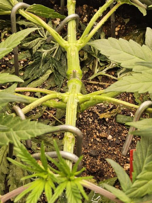 Seedsman Blood. Week 5