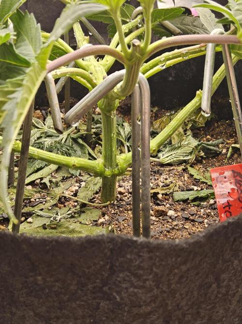 Seedsman Blood. Week 5