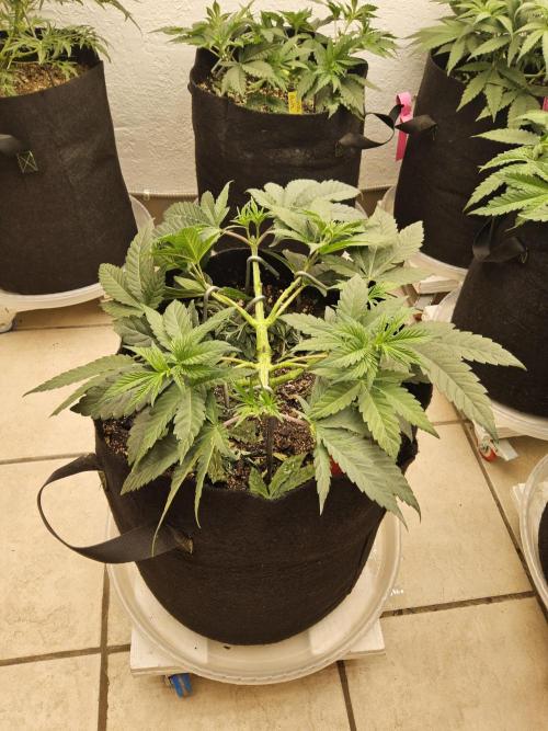 Seedsman Blood. Week 5