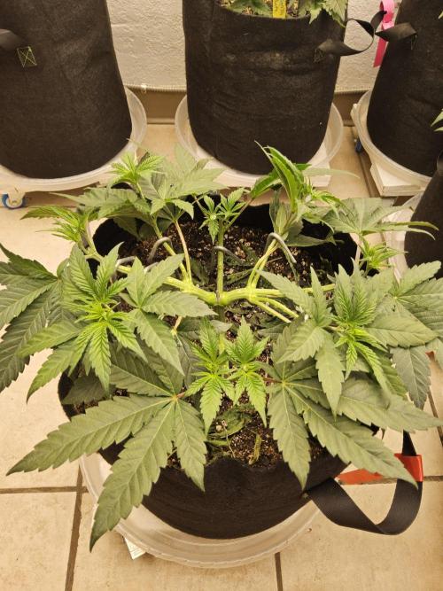 Seedsman Blood. Week 5