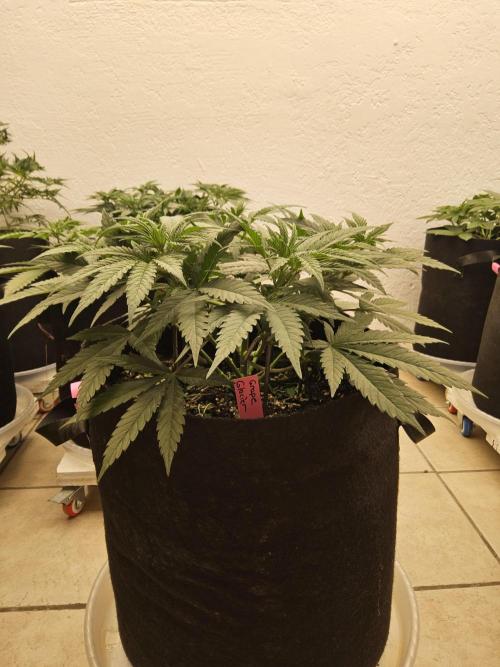 Grape Glacier. Week 4