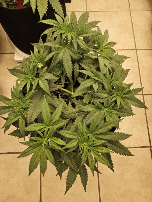 Grape Glacier. Week 4