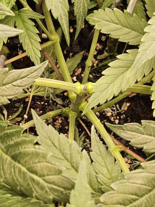 Grape Glacier. Week 4