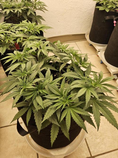 Grape Glacier. Week 4