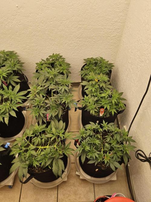 Grape Glacier. Week 4