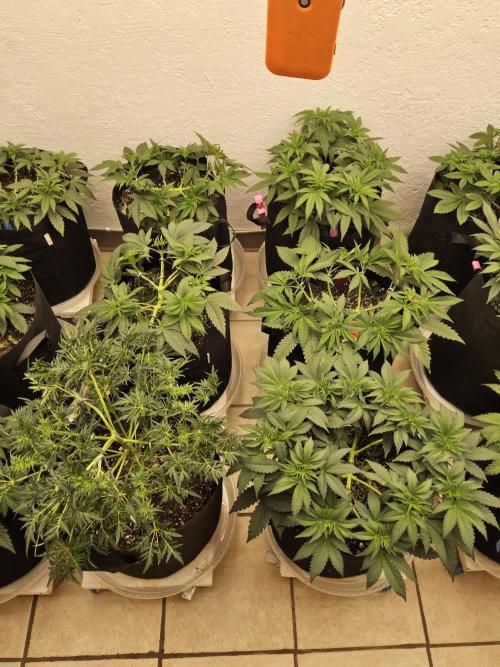 Grape Glacier. Week 4