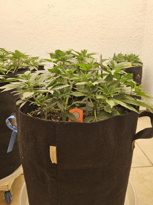 Pure go fast. Week 4