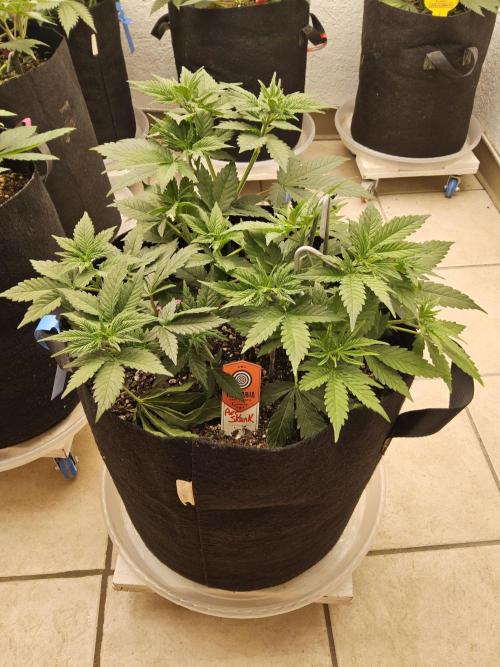 Pure go fast. Week 4