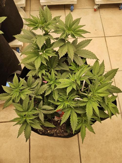 Pure go fast. Week 4