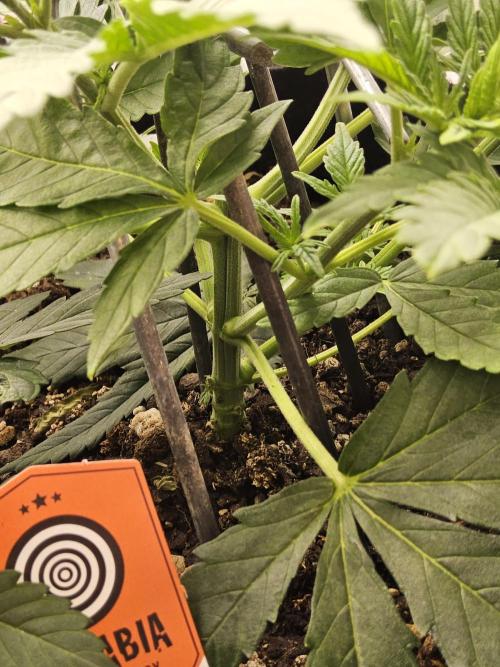 Pure go fast. Week 4