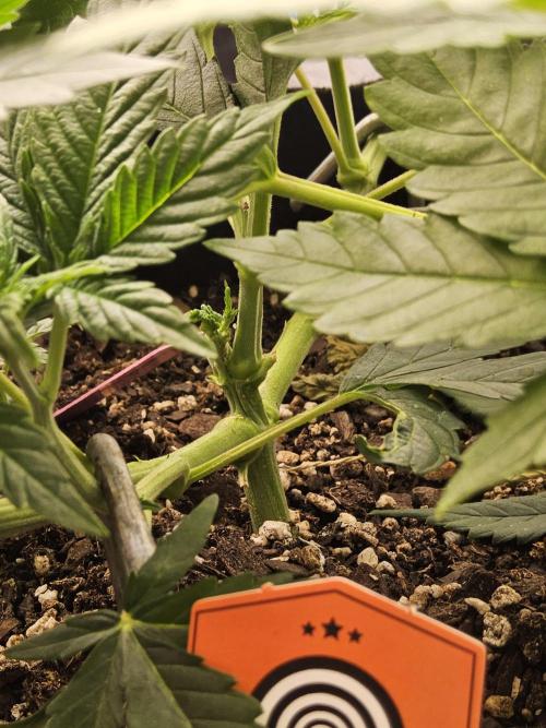 Pure go fast. Week 4