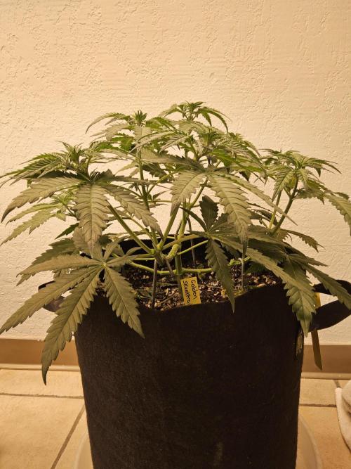 Freaky Skunk. Week 5