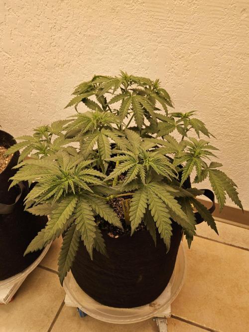 Freaky Skunk. Week 5