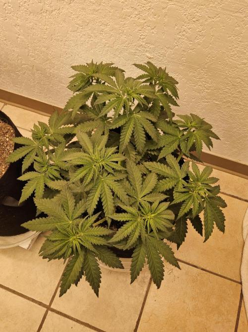 Freaky Skunk. Week 5