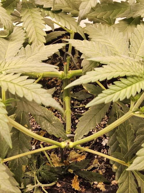 Freaky Skunk. Week 5