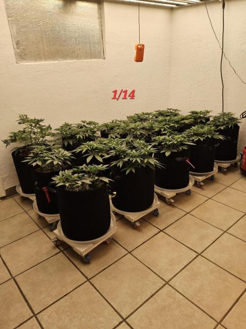 Freaky Skunk. Week 5