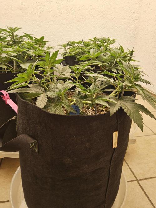 Fast Mystery. Week 5