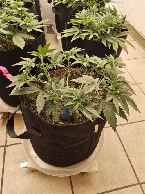 Fast Mystery. Week 5