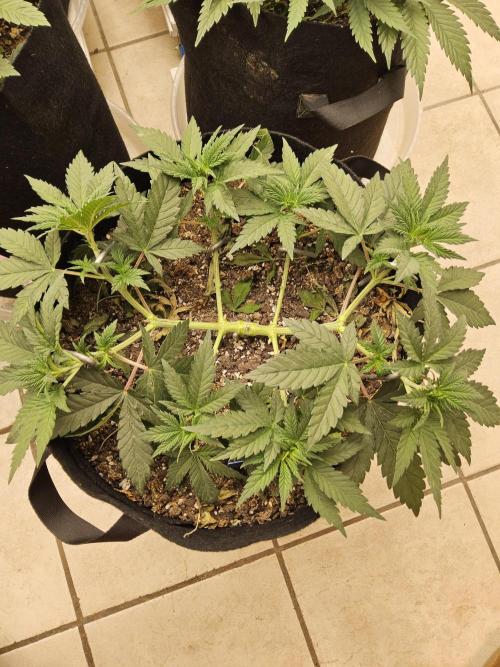 Fast Mystery. Week 5