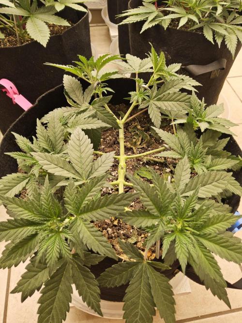 Fast Mystery. Week 5