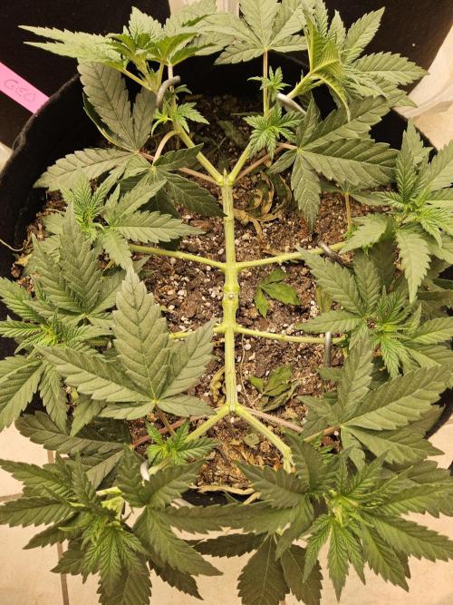 Fast Mystery. Week 5