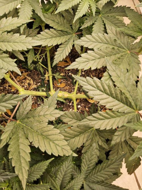 Fast Mystery. Week 6