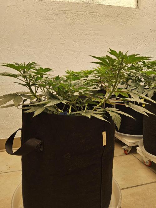 Fast Mystery. Week 6