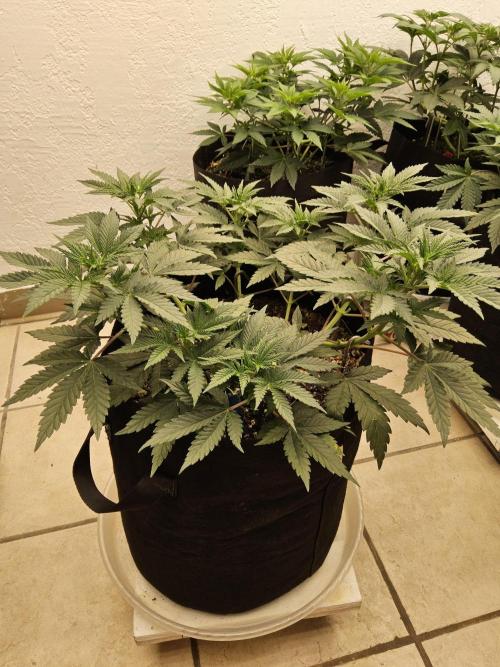 Fast Mystery. Week 6