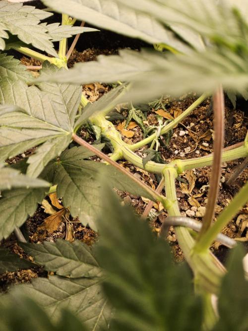 Fast Mystery. Week 6