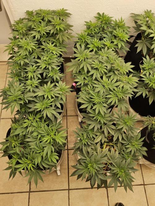 Fast Mystery. Week 6