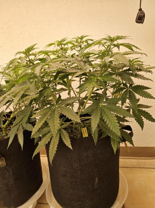 Freaky Skunk. Week 6