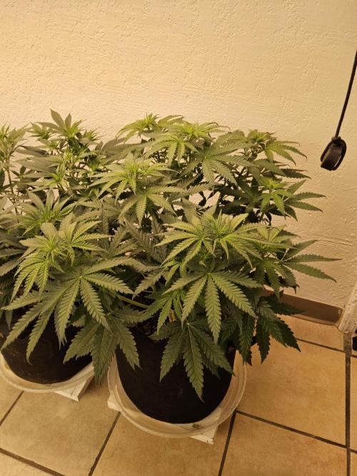 Freaky Skunk. Week 6