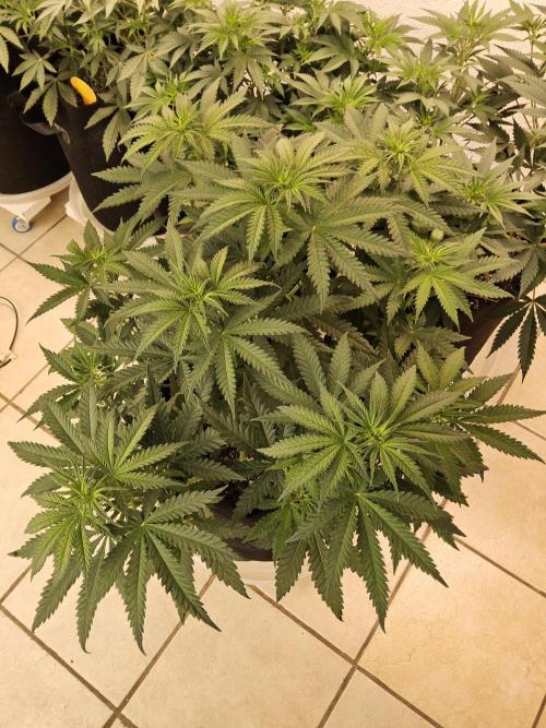 Freaky Skunk. Week 6