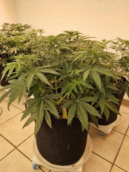 Freaky Skunk. Week 6