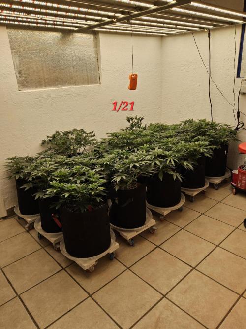 Freaky Skunk. Week 6