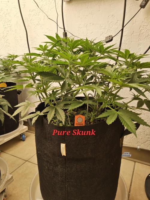 Pure go fast. Week 5