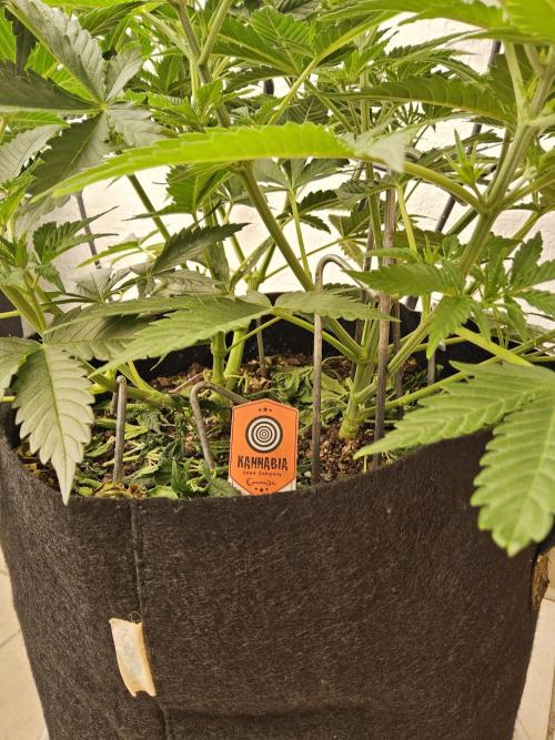 Pure go fast. Week 5