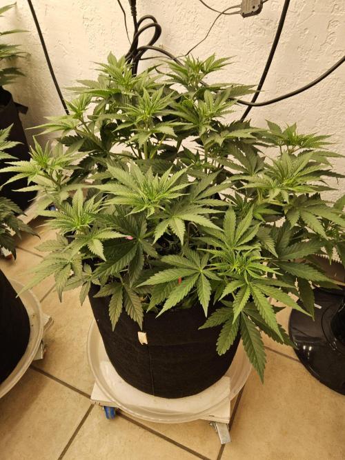 Pure go fast. Week 5