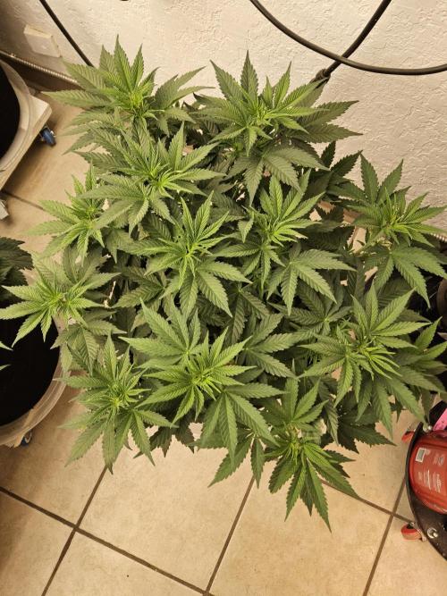 Pure go fast. Week 5