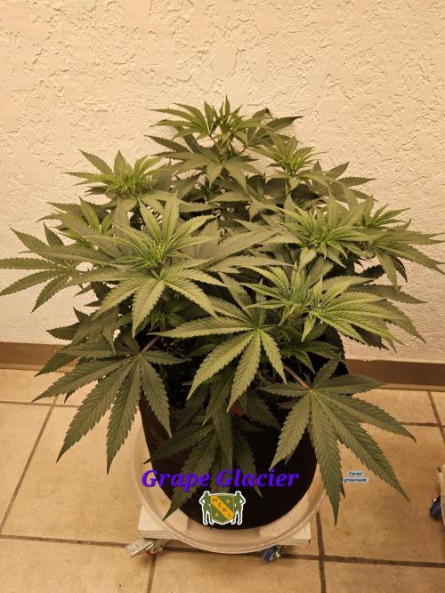 Grape Glacier. Week 5