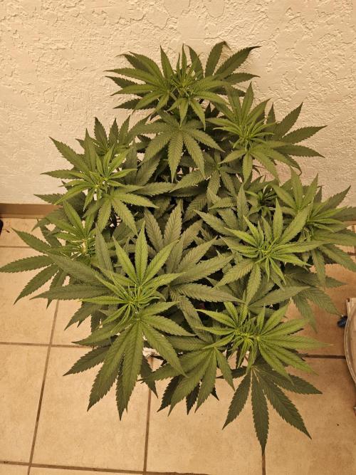 Grape Glacier. Week 5