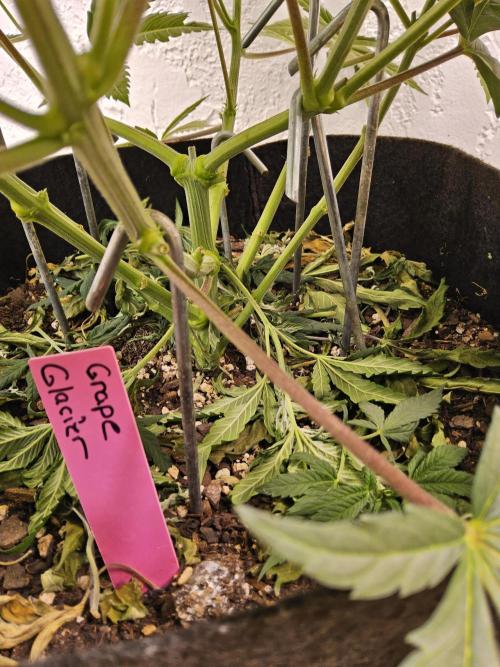 Grape Glacier. Week 5